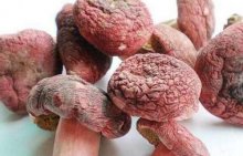 红菇的营养价值和吃法