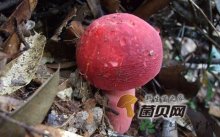 野生红菇的功效与作用有哪些？