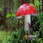 大红菇与毒红菇的区别