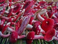 新疆和硕县朵朵红菇绽放“致富花”