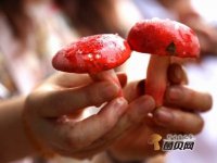 菌菇中的尚品野生红菇