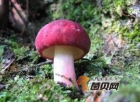 野生红菇的价格