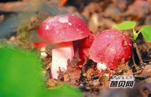 红菇可以人工种植吗？