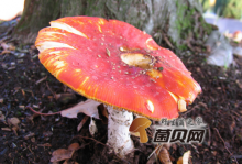 野生红蘑菇功效与作用，营养高吗