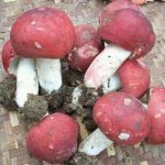 大红菇与毒红菇有哪些区别?