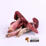 红菇好吃吗？红菇有什么营养价值？