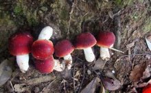 红菇可以人工种植吗？原因有哪些？