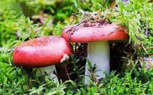 干红蘑菇泡多长时间