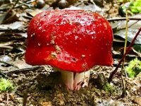 红菇有毒吗？怎么辨别红菇？