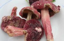 干大红菇的功效与作用和营养价值