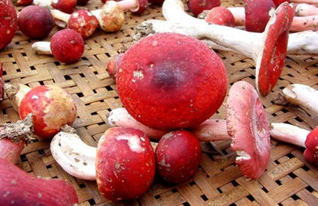 大红菇的功效有哪些，带你来盘点大红菇的三大功效