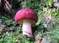 河南红蘑菇是正红菇吗？红菇有哪些营养价值？