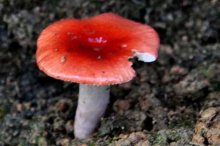 毒红菇和红菇的区别是什么