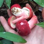 红菇的功效与作用，红菇的做法