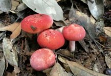 什么是野生红菇？野生红菇有哪些特点？