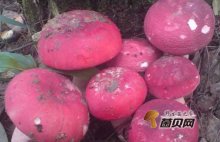 红菇有毒吗？怎么分辨毒红菇和红菇？