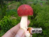 什么样的红菇质量最好？该如何挑红菇？