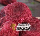 红菇的营养价值与食疗价值分析，怎样食用红菇最佳？