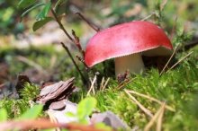 红蘑菇怎么分辨真假